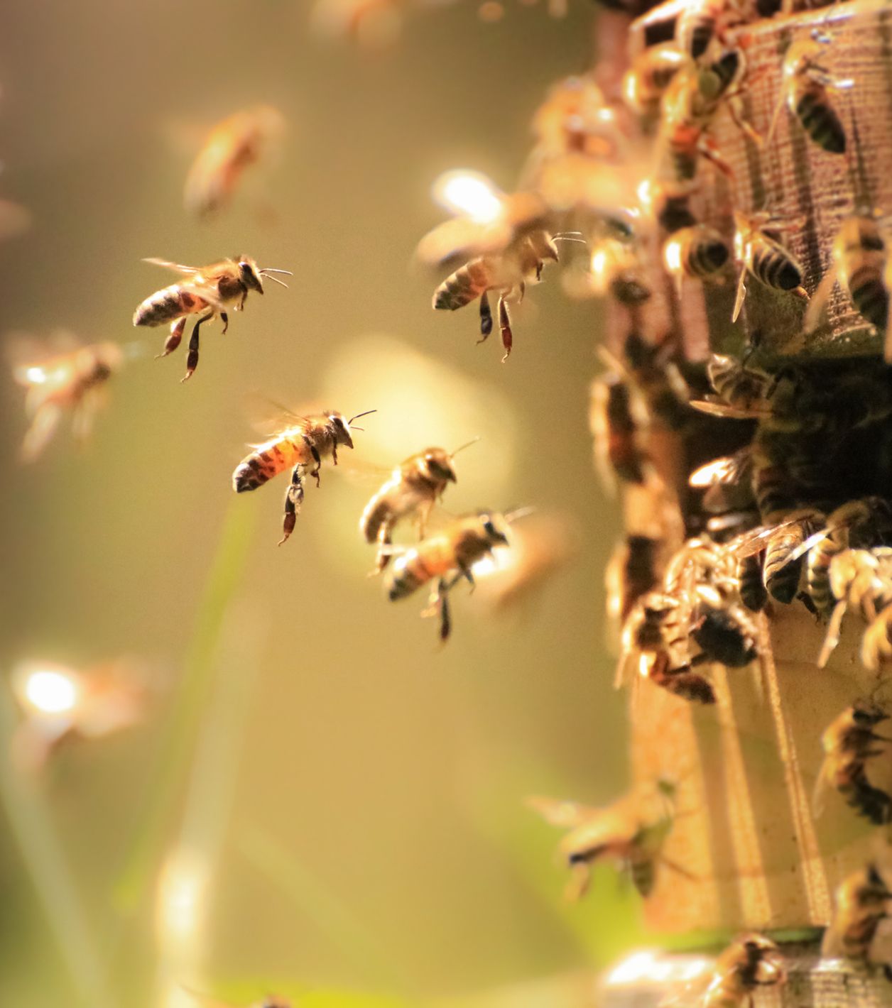 Honigbienen, die hart in der Fruehlingssonne arbeiten